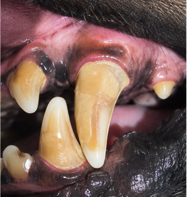 Before dental cleaning — Dental Cleaning — Pair 1
